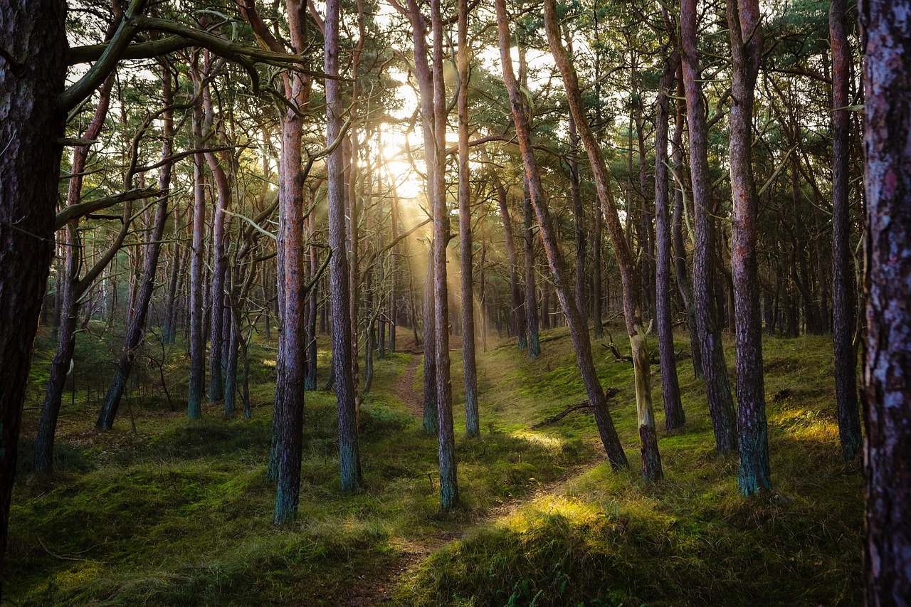 forest, nature, sun, sunbeams, idyllic, pine forest, woods, wilderness, forest, forest, forest, forest, forest, pine forest